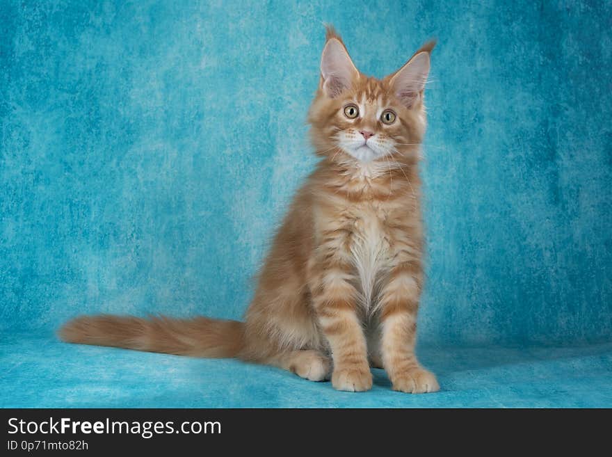 Little Maine Coon on blue background