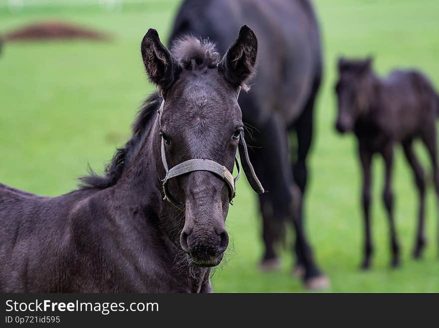 Foals in the meadow. Black kladrubian horse. Foals in the meadow. Black kladrubian horse