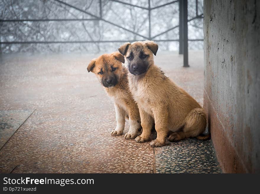 Two mixed breed puppies sitting in front view. Two little dogs sitting on balcony floor