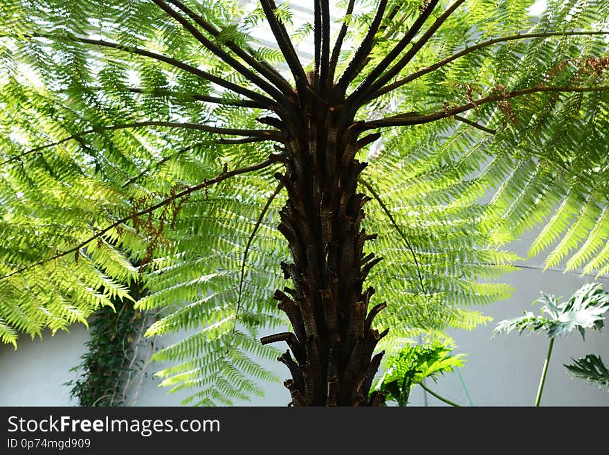 Tropical plant / Cyathea spinulosa / Tree fern. Tropical plant / Cyathea spinulosa / Tree fern