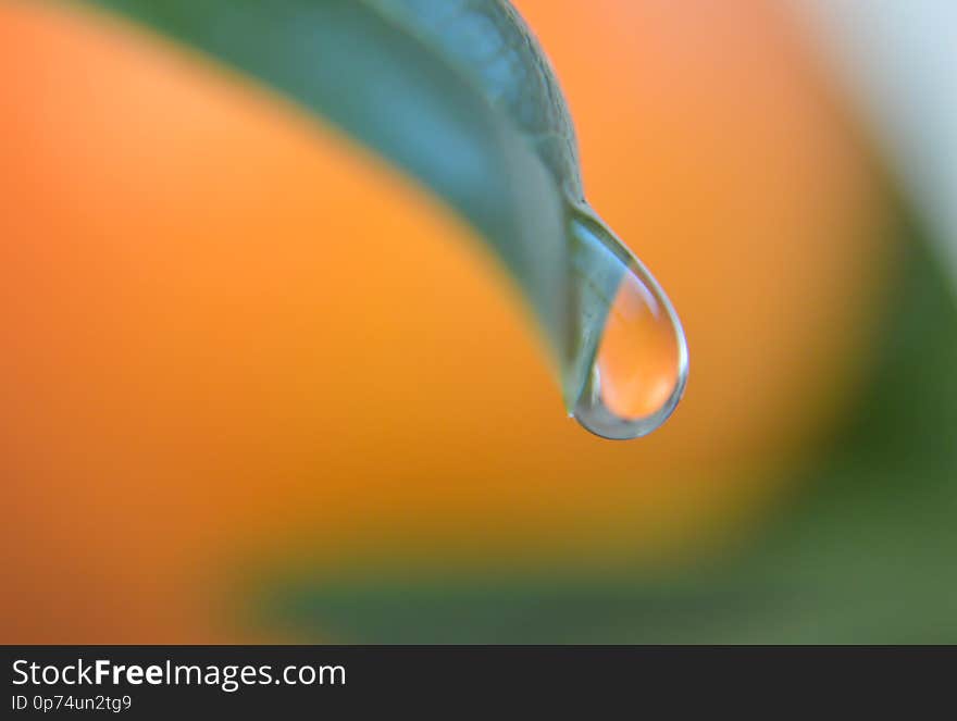 Water drop on a green fresh leaf for background and design. Water drop on a green fresh leaf for background and design