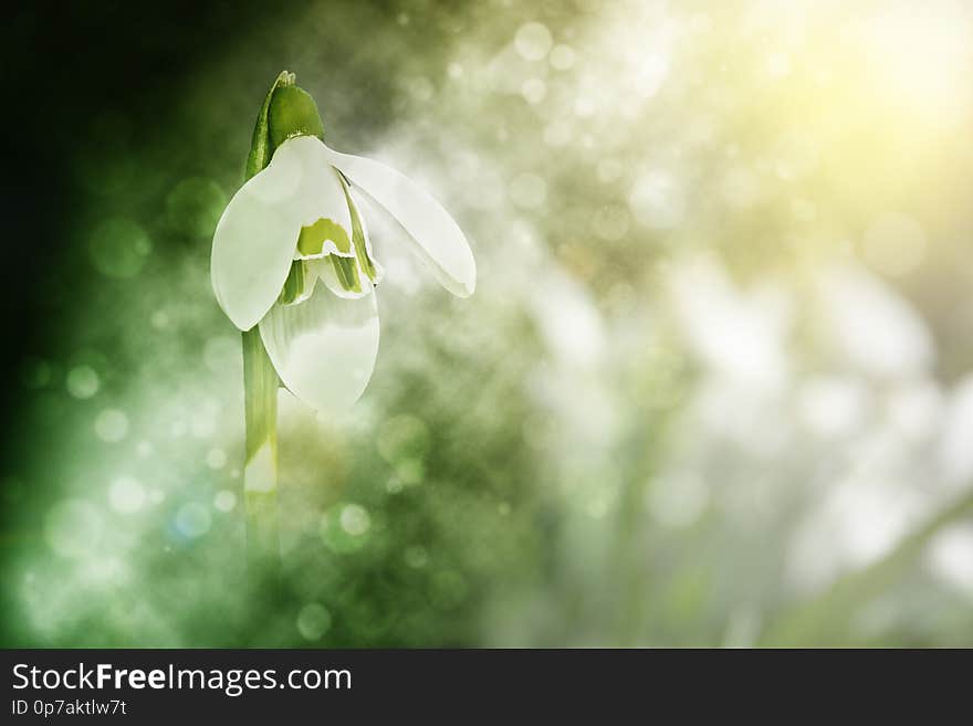 Snowdrop or common snowdrop or Galanthus nivalis flower in soft light of spring. Snowdrop or common snowdrop or Galanthus nivalis flower in soft light of spring