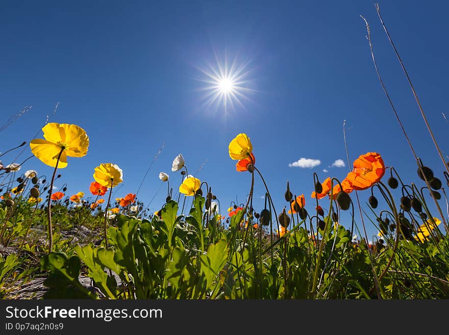 Beautiful Icelandic Poppies Or Papaver Nudicaule