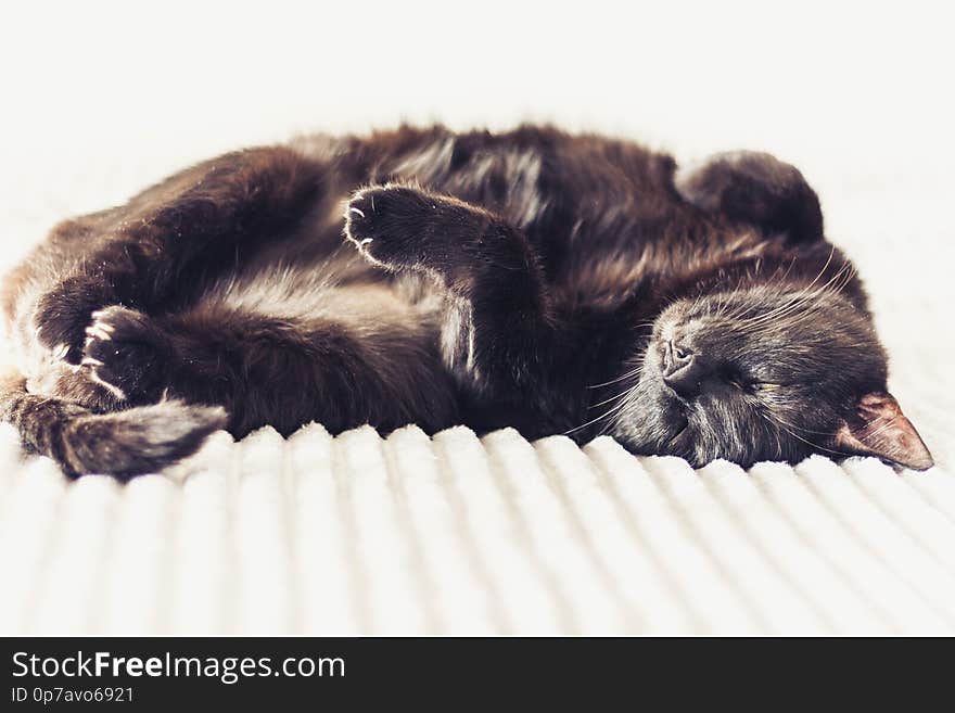 Black cat lying on the gray fur cover on bed