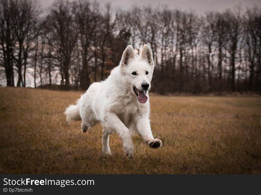 White swiss shepherd dog, who is running in front of forest. It is in czech republic in rocks Kourim.