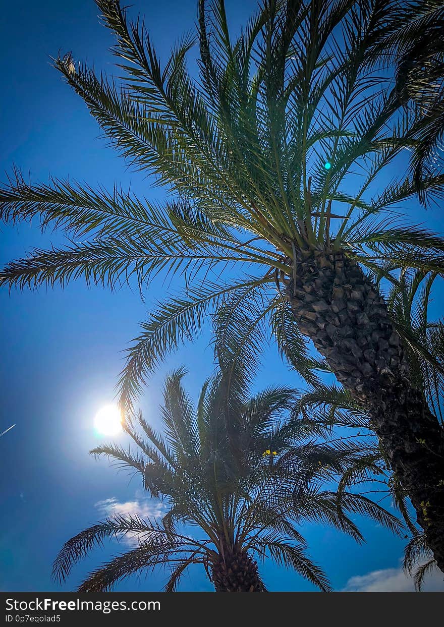 Palm trees in a dreamlike environment and Blue sky