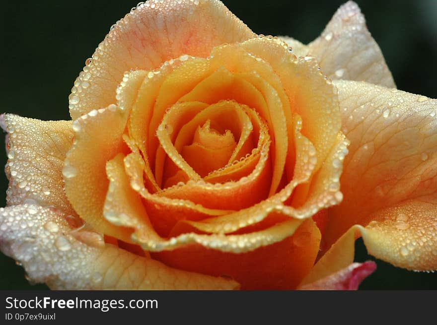 Orange Rose In The Morning Dew