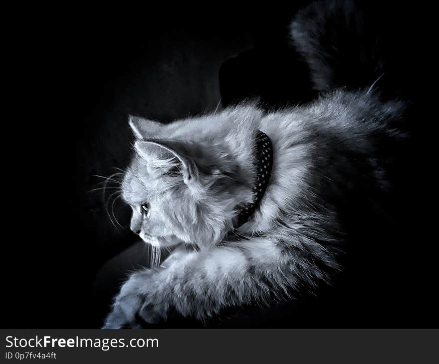 Persian cat in black background