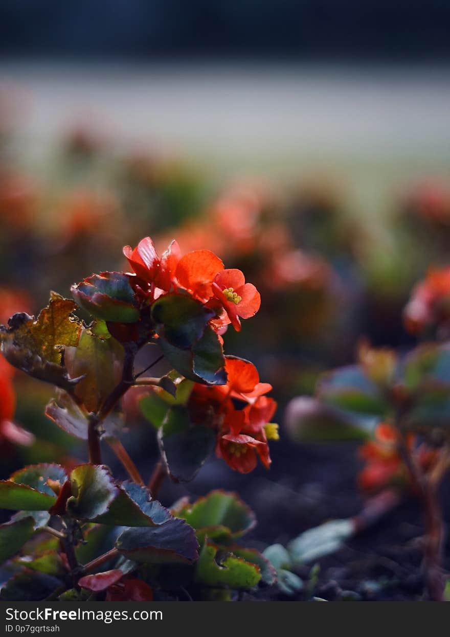 On the flower bed grows blooming begonia with scarlet petals. On the flower bed grows blooming begonia with scarlet petals