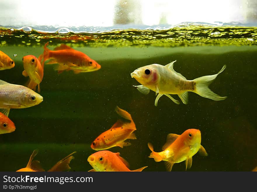 Freshwater aquarium fish, goldfish from Asia in aquarium, carassius auratus