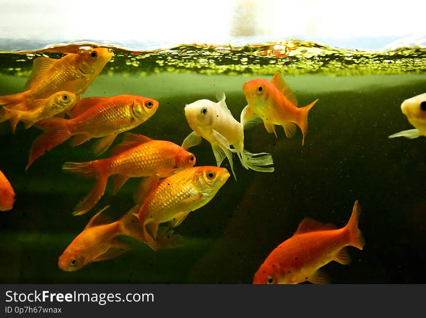 Freshwater aquarium fish, goldfish from Asia in aquarium, carassius auratus