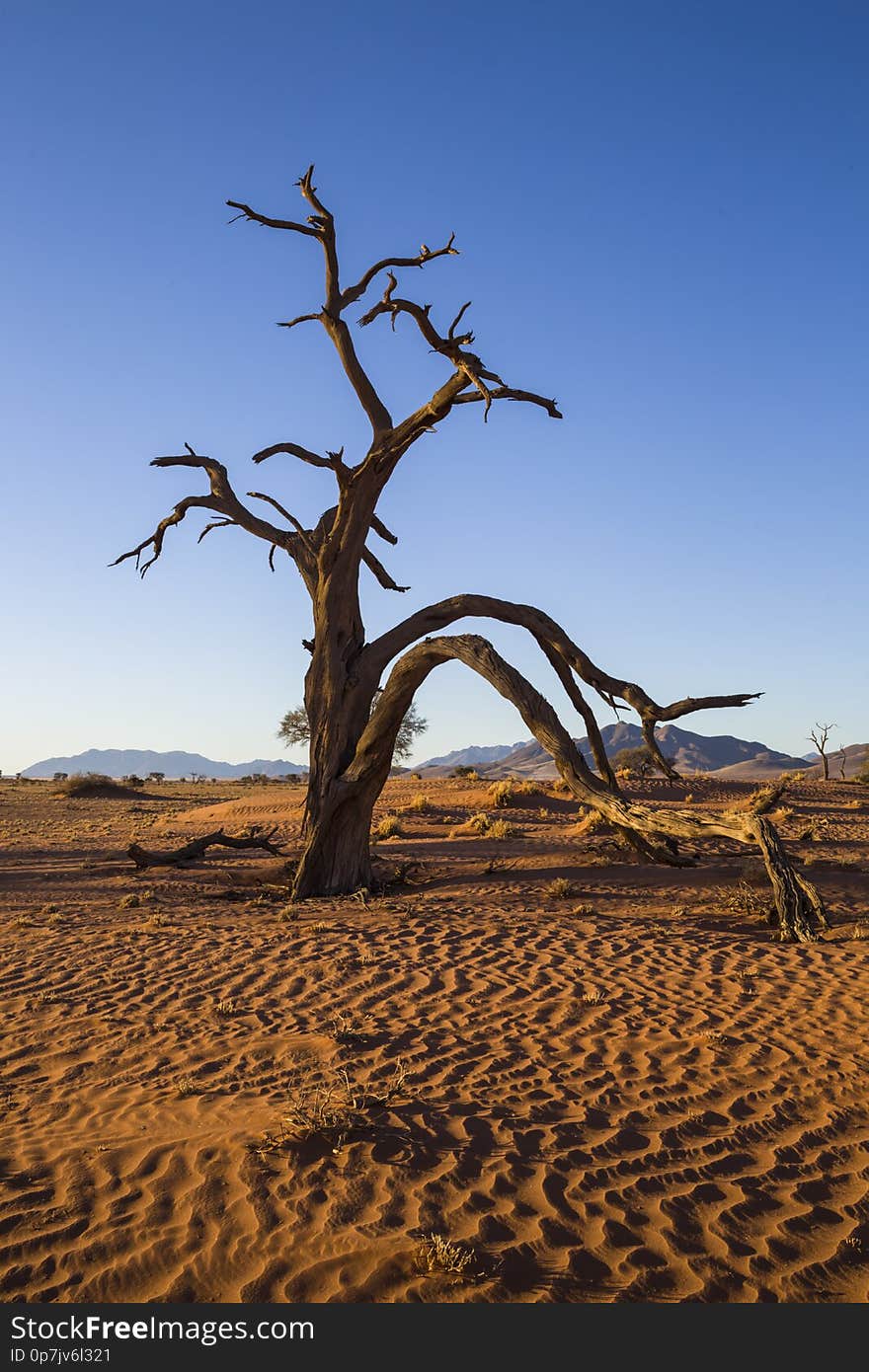 Large dead camel thorn tree in the sand