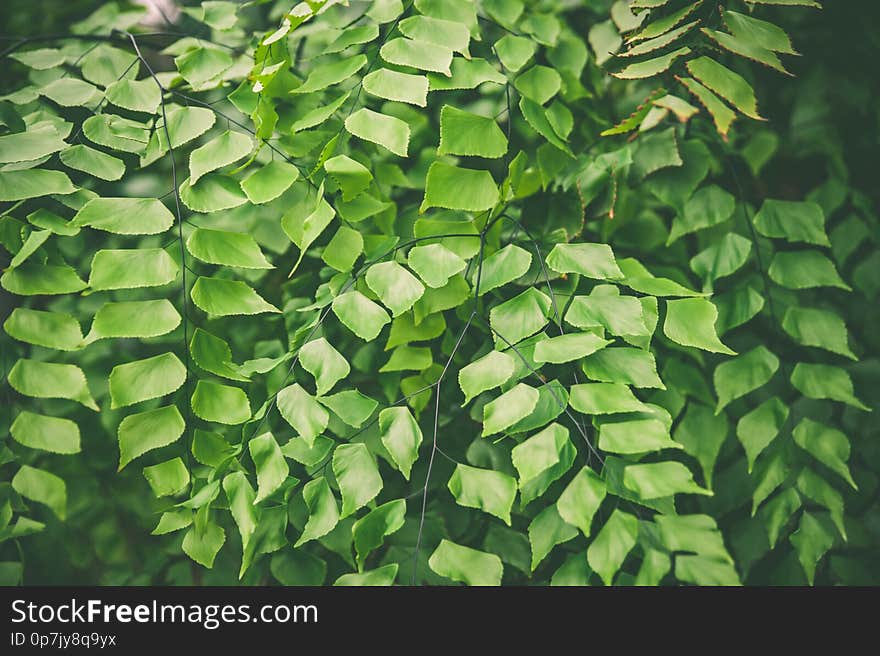 Tropical Palm And Fern Plants  Summer  Exotic Background ,  Green Planet