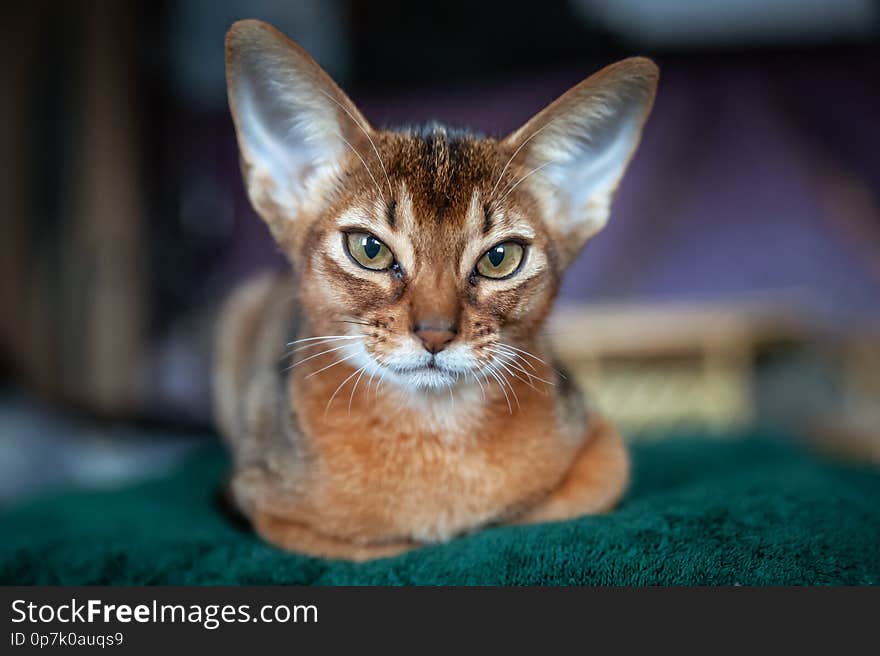 Close-up portrait  cute Abyssinian  kitten lies front view, and looking at the camera