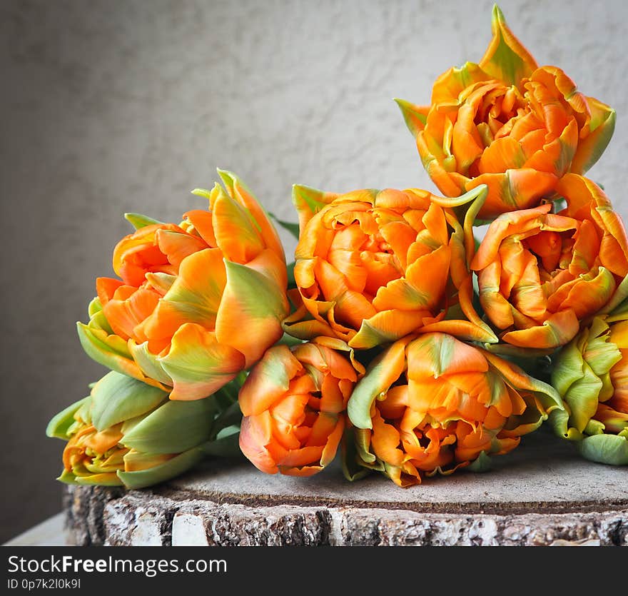 Beautiful orange tulips on wooden backdrop. Perfect for background greeting card