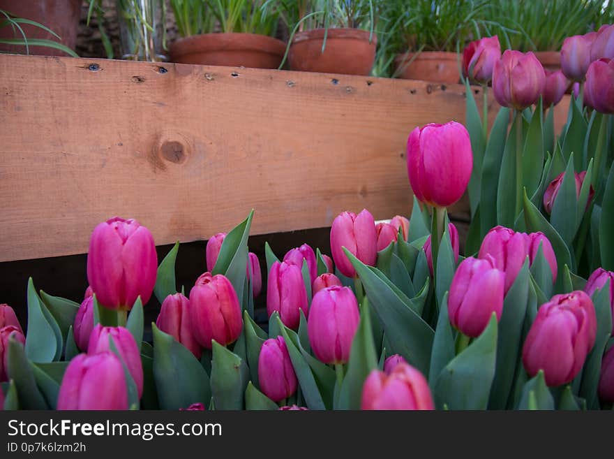 Beautiful Background Backdrop With Group Of Bright Colorful Tulips In The Garden. Natural Light Selective Focus