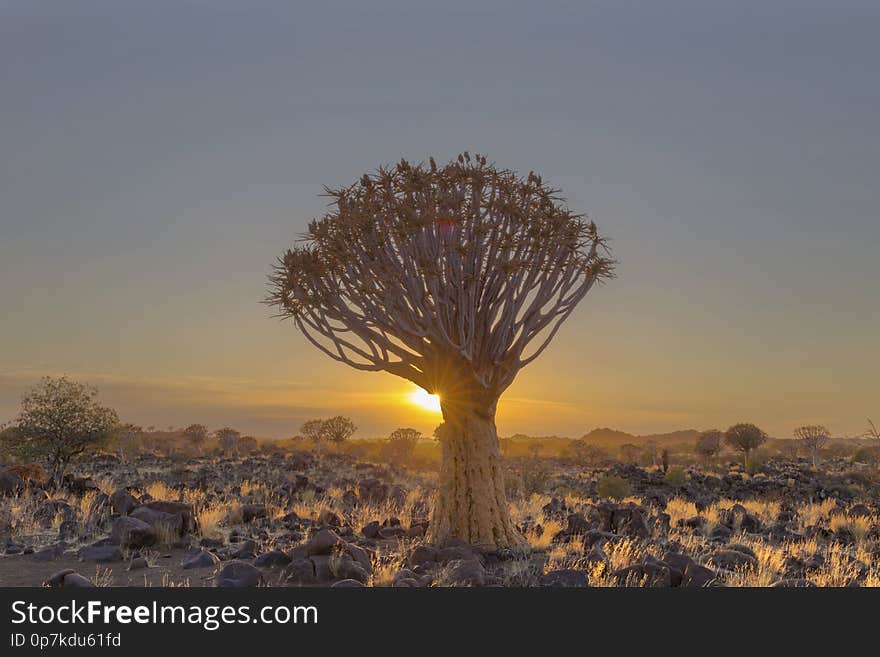 Sun starburst at the quiver tree Namibia