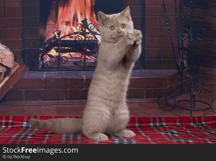 British cat on fireplace background.