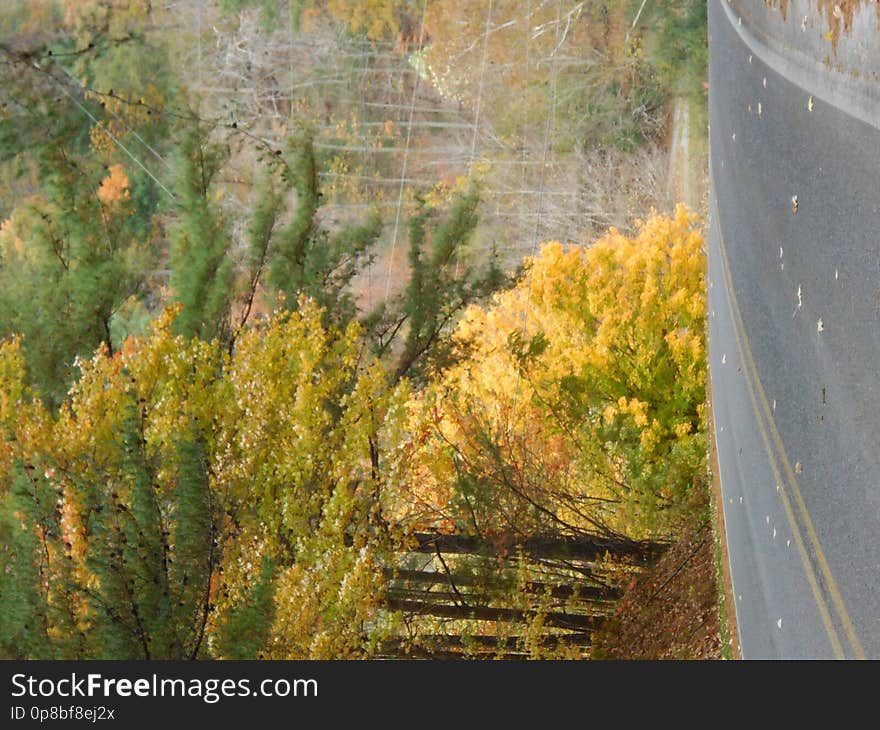 Brilliant Gold Tree, bright fall colors, greens and yellows, with road. Brilliant Gold Tree, bright fall colors, greens and yellows, with road.