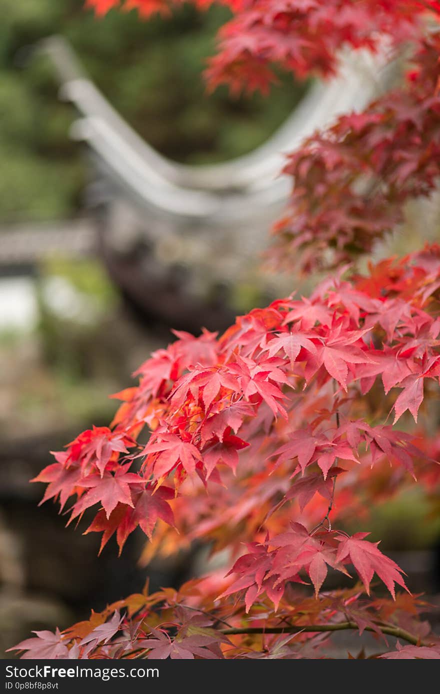 Der Herbst kommt &#x28;2&#x29;