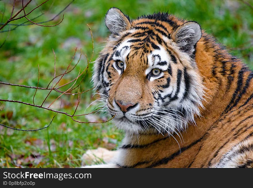 Siberian Tiger