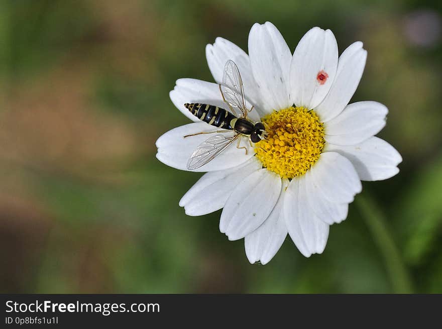 Los sírfidos &#x28;Syrphidae&#x29; son una familia de dípteros braquíceros cuyos adultos liban el néctar de las flores adoptando el aspecto de himenópteros como las abejas y las avispas, con las que se confunden fácilmente.