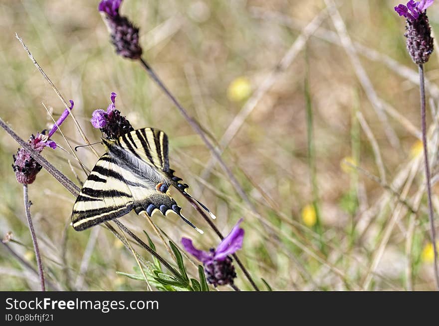 La podalirio ibérica &#x28;Iphiclides feisthamelii&#x29; es una mariposa de la familia Papilionidae . Su tamaño oscila entre 35 y 42 mm en el borde del ala anterior. Las alas delanteras son de color blanco-amarillento con bandas negras. Las posteriores presentan prolongaciones en forma de colas, con escamas azul metálico en su base. Las hembras son de mayor tamaño que los machos y de tonalidades más amarillentas.