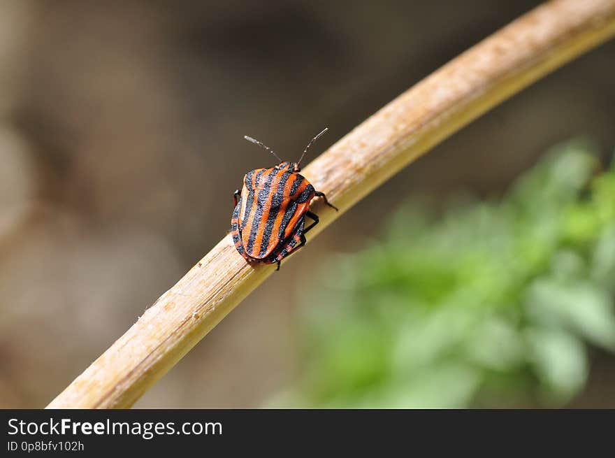 Miden aproximadamente un centímetro de tamaño, adornada de cuatro franjas negras sobre fondo rojo, presenta esta coloración para advertir a sus potenciales depredadores de que es un insecto de mal sabor. Miden aproximadamente un centímetro de tamaño, adornada de cuatro franjas negras sobre fondo rojo, presenta esta coloración para advertir a sus potenciales depredadores de que es un insecto de mal sabor.