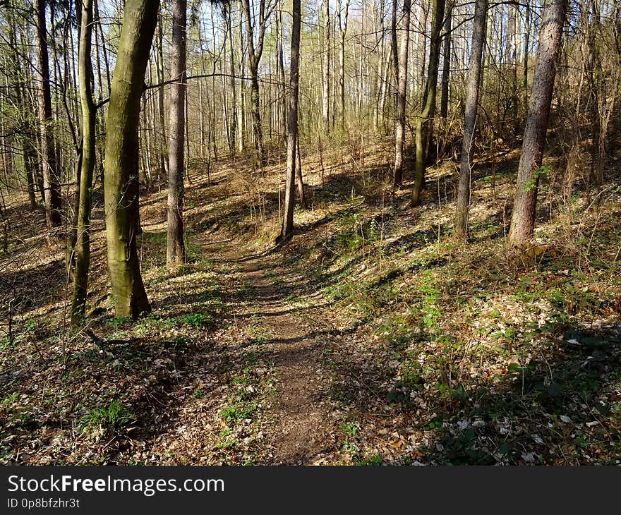 The Viehleite is an old path in the nature of Pirna. Before they cut even all trees there and had landslides. later is was a battleground for the training of the Royal Saxon Army, Path and for the Wehrmacht and NVA. They had blown up here munition. The forest has no diversity and a lot of important trees, streams, herbs. Conifers too less. No beds. No shrubbery. No herbs. Oaks and chestnuts are important for bigger animals and anywhere. Is a tree tall, strong and big it is being cut down and is rotting on the ground, that you can not have a joy of thick and very old trees, although they need lesser care and working time?It is not a forest. And you see even any squirrels here or other animals or their footprints. No birds even. No mice. The Viehleite is an old path in the nature of Pirna. Before they cut even all trees there and had landslides. later is was a battleground for the training of the Royal Saxon Army, Path and for the Wehrmacht and NVA. They had blown up here munition. The forest has no diversity and a lot of important trees, streams, herbs. Conifers too less. No beds. No shrubbery. No herbs. Oaks and chestnuts are important for bigger animals and anywhere. Is a tree tall, strong and big it is being cut down and is rotting on the ground, that you can not have a joy of thick and very old trees, although they need lesser care and working time?It is not a forest. And you see even any squirrels here or other animals or their footprints. No birds even. No mice.