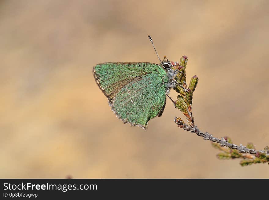 Callophrys rubi es de las primeras mariposas en aparecer después del invierno. Se adapta a diferentes tipos de hábitats, desde los encinares y matorrales propios del monte mediterráneo a praderas alpinas por encima de los 2000 metros. Callophrys rubi es de las primeras mariposas en aparecer después del invierno. Se adapta a diferentes tipos de hábitats, desde los encinares y matorrales propios del monte mediterráneo a praderas alpinas por encima de los 2000 metros.