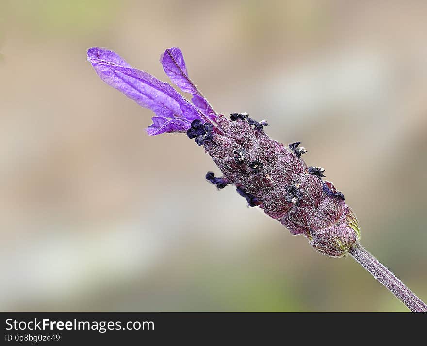 Lavanda