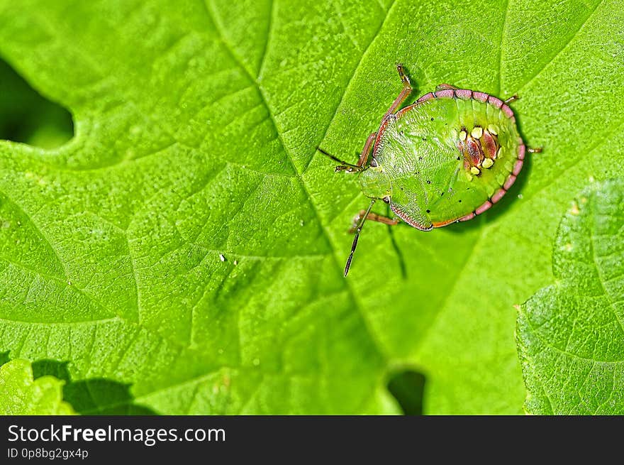 La chinche verde, es una especie de insecto hemíptero de la familia Pentatomidae.​