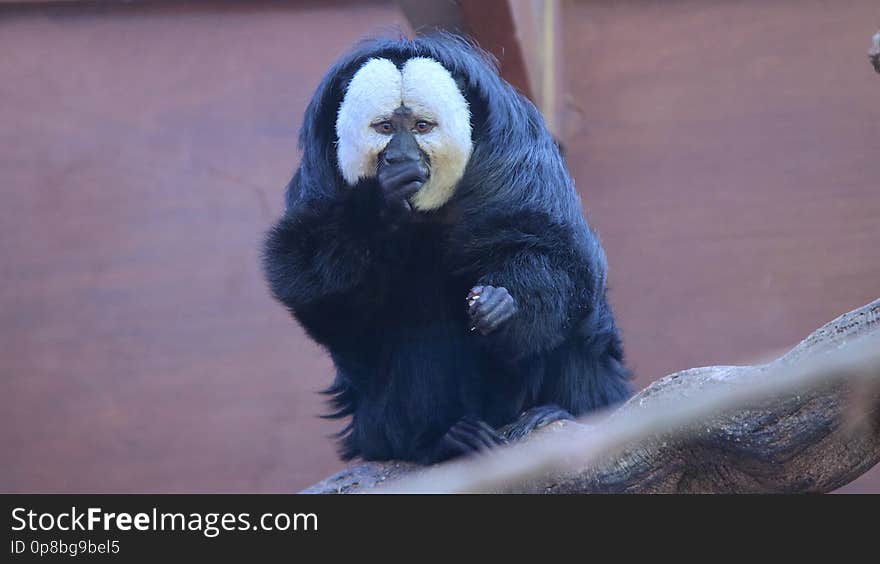 White-faced Saki Monkey The white-faced saki called the Guinean saki and the golden-faced saki, is a species of the New World saki monkey. They can be found in Brazil, French Guiana, Guyana, Suriname and Venezuela. This species lives in the understory and lower canopy of the forest, feeding mostly on fruits, nuts, seeds, and insects. Although they are arboreal creatures and are specialists of swinging from tree to tree &#x28;brachiation&#x29;, they are also terrestrial when foraging. White-faced sakis typically live around 14 years in their natural habitat and have been recorded to live up to 36 years in captivity. Sakis are active in the day and sleep highly elevated in trees with many leaves to shelter them from weather and flying predators. A formerly recognized subspecies of this monkey, was elevated to full species status in 2014. Chester Zoo Cheshire 58/365. White-faced Saki Monkey The white-faced saki called the Guinean saki and the golden-faced saki, is a species of the New World saki monkey. They can be found in Brazil, French Guiana, Guyana, Suriname and Venezuela. This species lives in the understory and lower canopy of the forest, feeding mostly on fruits, nuts, seeds, and insects. Although they are arboreal creatures and are specialists of swinging from tree to tree &#x28;brachiation&#x29;, they are also terrestrial when foraging. White-faced sakis typically live around 14 years in their natural habitat and have been recorded to live up to 36 years in captivity. Sakis are active in the day and sleep highly elevated in trees with many leaves to shelter them from weather and flying predators. A formerly recognized subspecies of this monkey, was elevated to full species status in 2014. Chester Zoo Cheshire 58/365