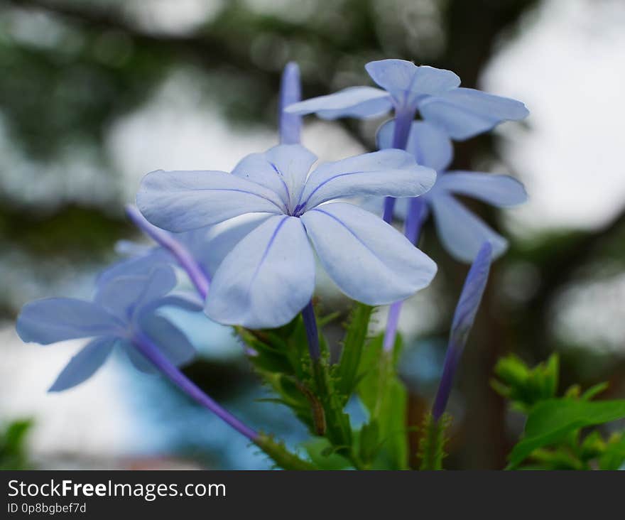 blue jasmines