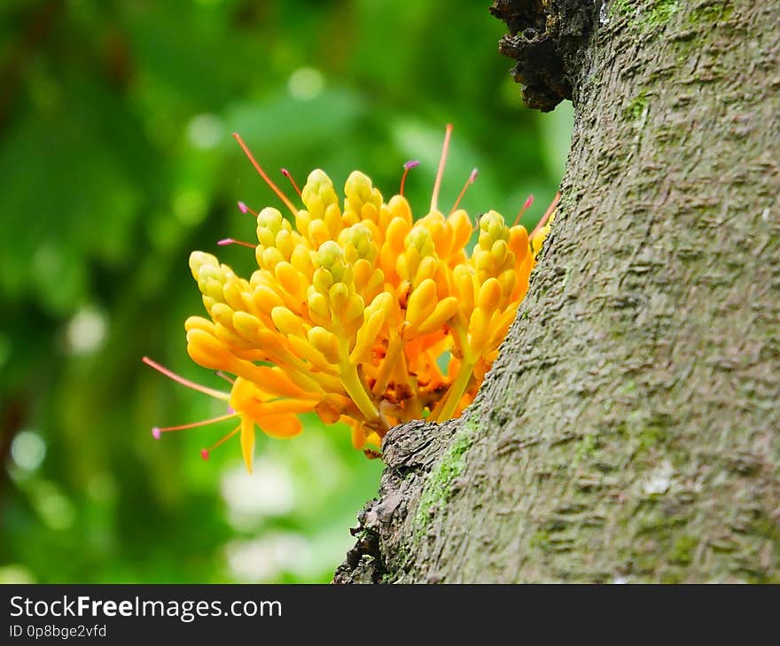 yellow saraca