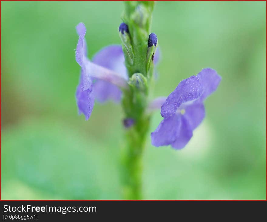 09Feb2019 - Verbena Hastata