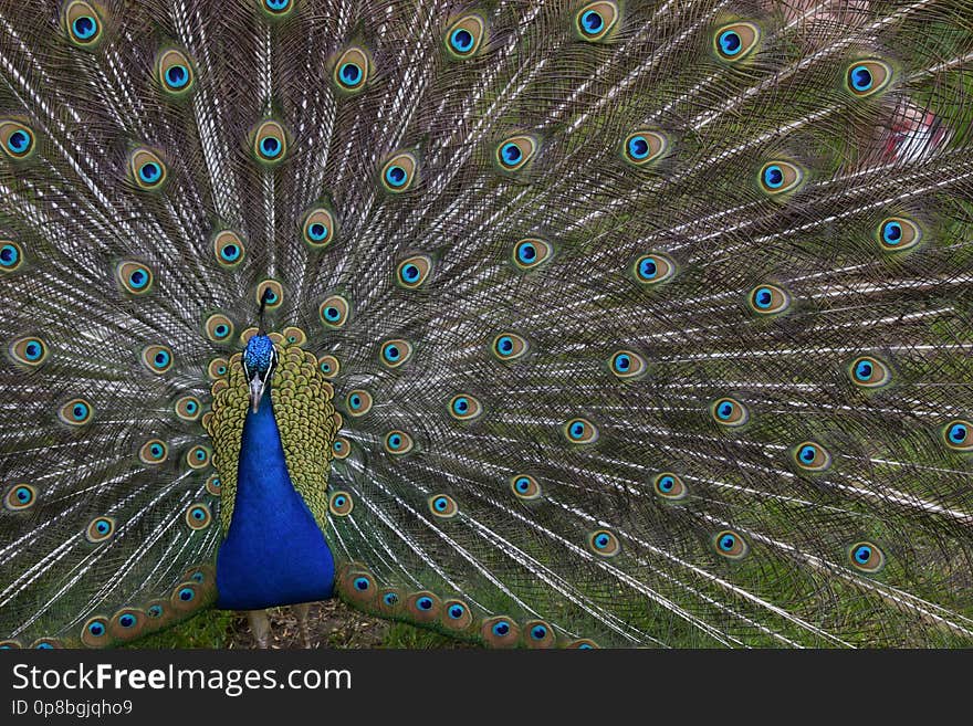 #peacock #isle #feathers #animal #nature #berlin #colour