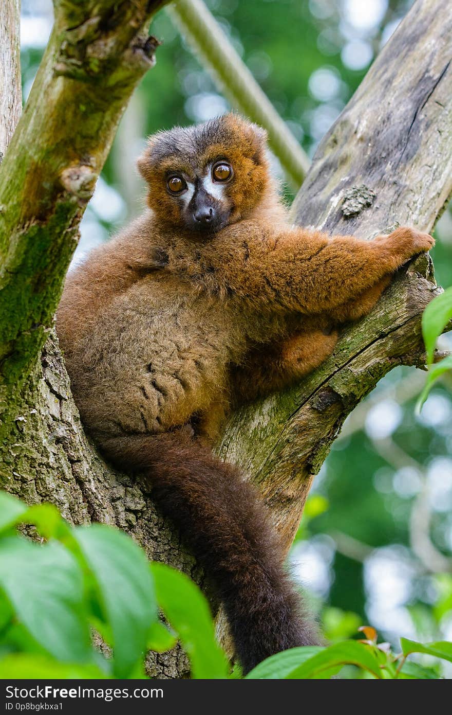 Lemur