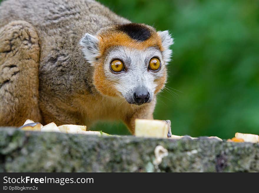 Lemur