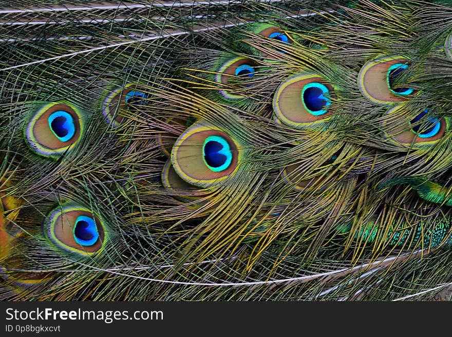 #peacock #isle #feathers #animal #nature #berlin #colour. #peacock #isle #feathers #animal #nature #berlin #colour