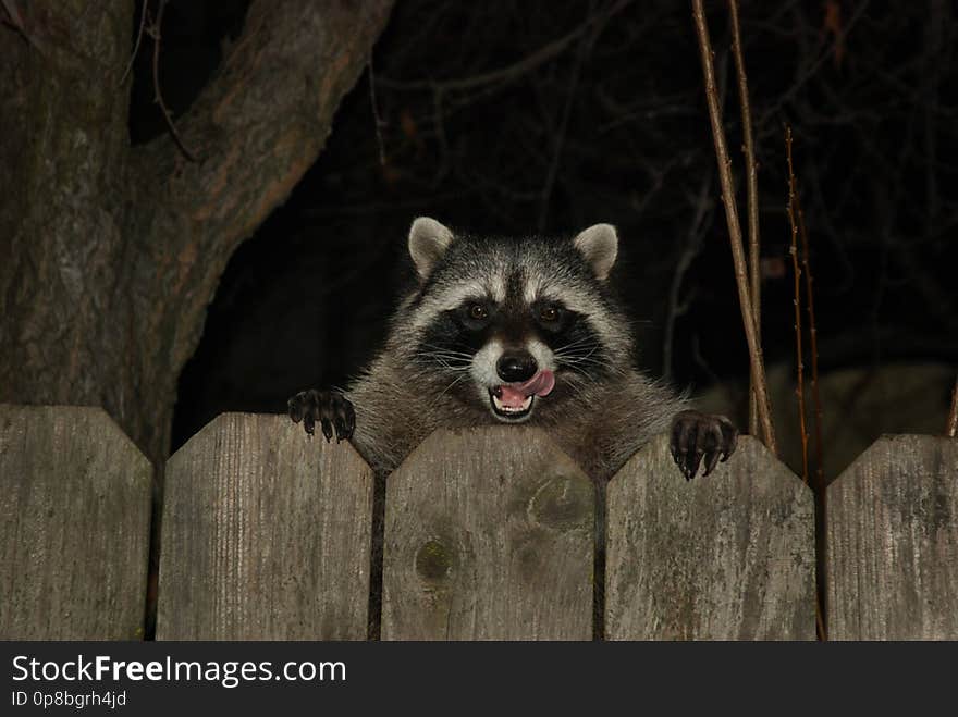 Raccoon