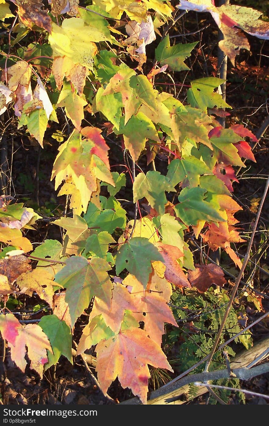 sunset leaves