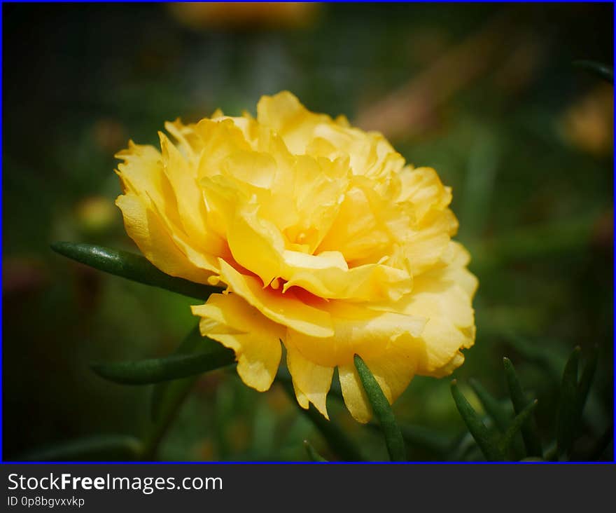 26Jan2019 - yellow moss rose purslane flower