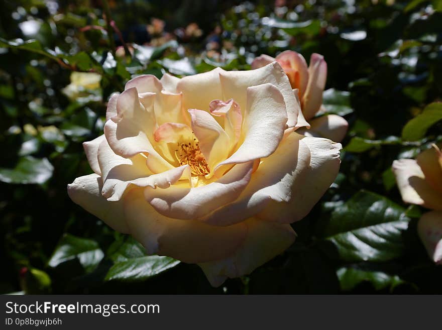 Peach perfection rose