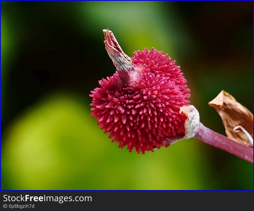 02Feb2019 - fruit of Canna indica