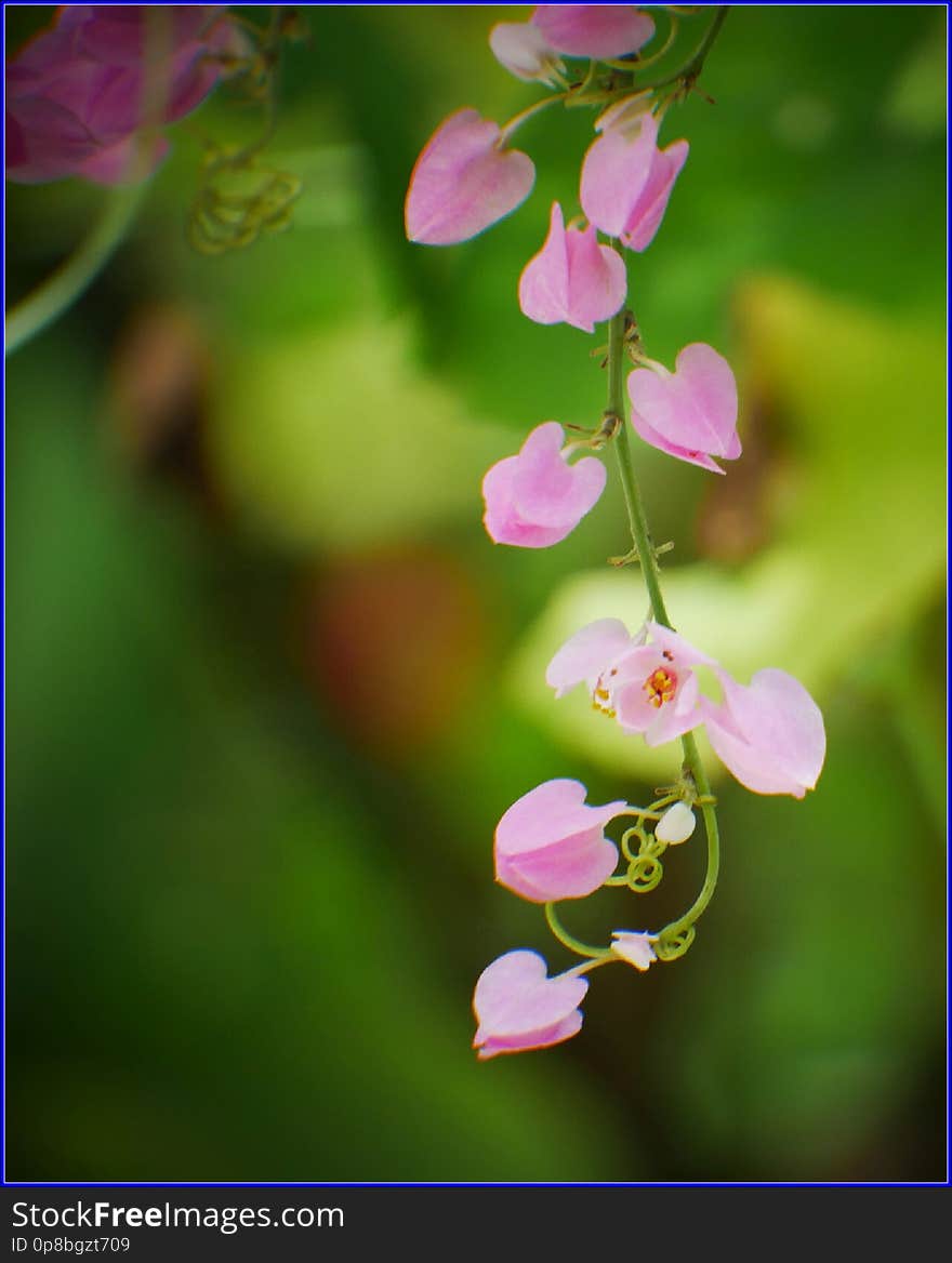 pinky beauties