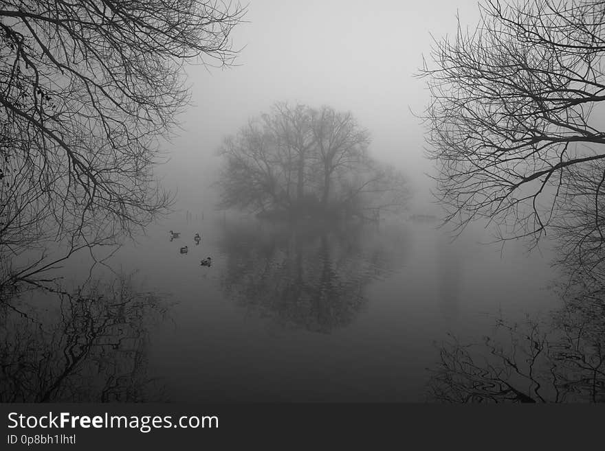 Taken in March 2012. Continuing uploads from the two mornings of rare foggy conditions in the park. Two Mallards with two Canada Geese behind taking an interest in proceedings. Best if you press L to open Flickr&#x27;s Lightbox and select Fullscreen. Taken in March 2012. Continuing uploads from the two mornings of rare foggy conditions in the park. Two Mallards with two Canada Geese behind taking an interest in proceedings. Best if you press L to open Flickr&#x27;s Lightbox and select Fullscreen.