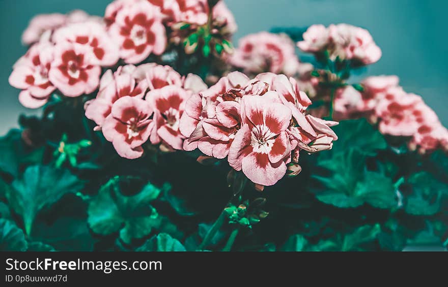 Large shrub of two-color pink geranium with flowers and buds. Close-up. Toned.