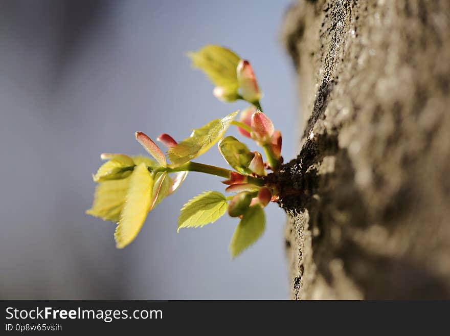 The spring shoots of the tree