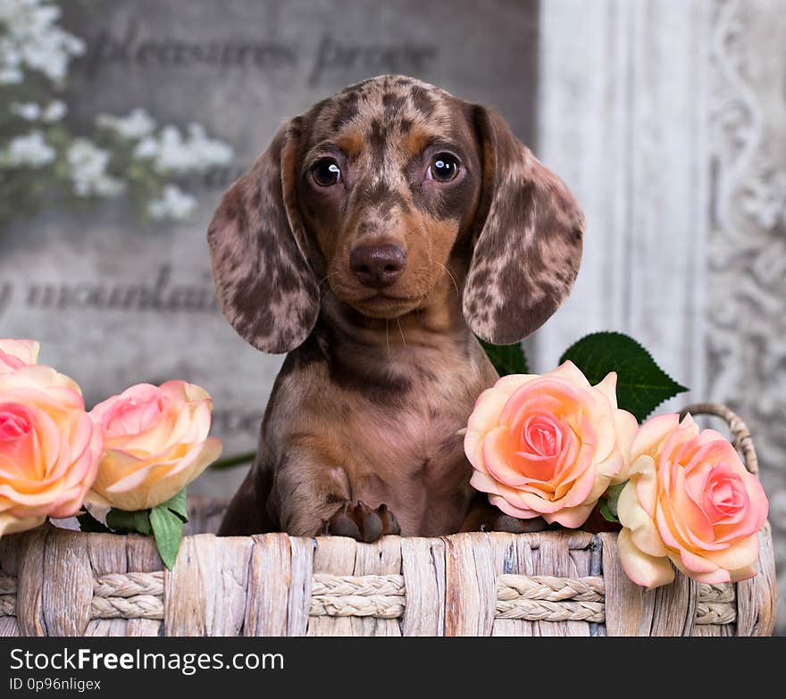 Dachshund puppy brown tan merle color and roses flowers